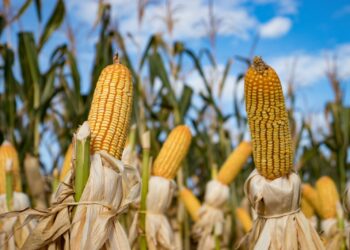 México contra la pared en tema maíz transgénico por inconsistencias del Gobierno: UMFFAAC 