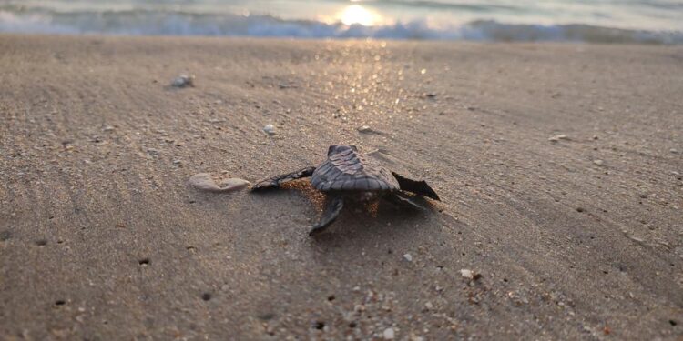 Dan a conocer ganadores del Primer Concurso Estatal de Fotografía “Esto es Tamaulipas”