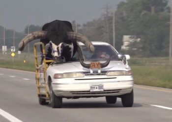 Policía detiene a conductor en Nebraska por llevar un toro en su carro