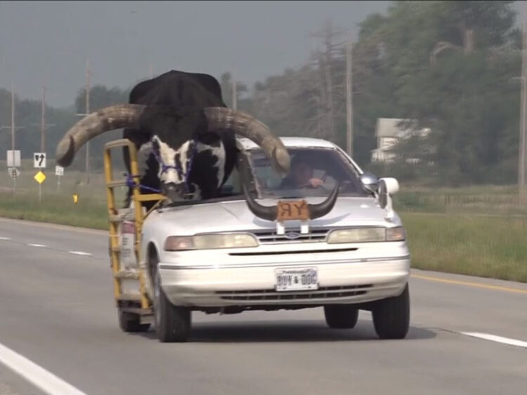 Policía detiene a conductor en Nebraska por llevar un toro en su carro