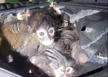 Confiscan contrabando de monos araña