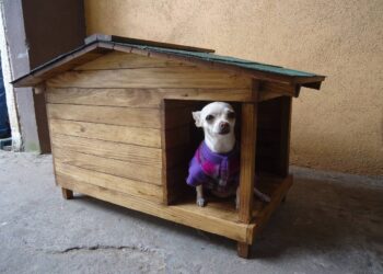 Incorporar al Registro Civil reconocimiento de animales como parte de la familia, proponen en Comisión Permanente