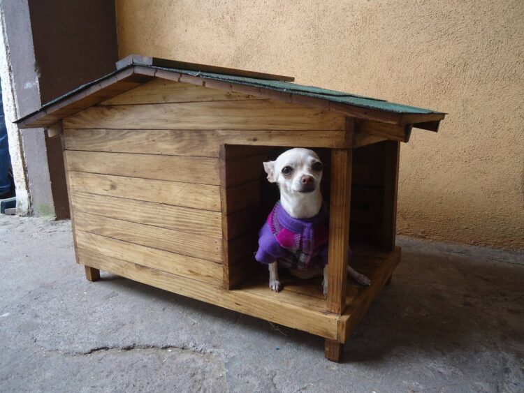 Incorporar al Registro Civil reconocimiento de animales como parte de la familia, proponen en Comisión Permanente