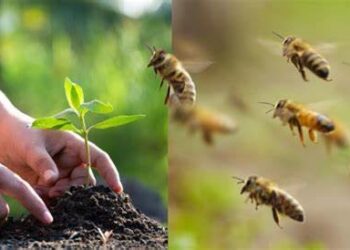 Protección Civil de Municipio deberá pugnar por salvar a colmenas en situaciones de riesgo