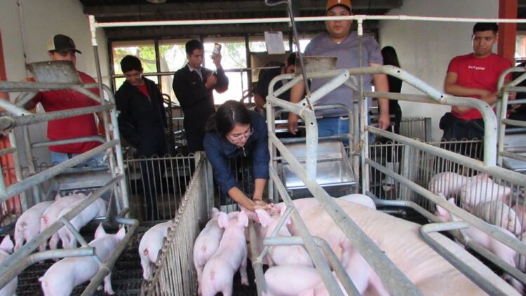 Contribuye la UAT en el mejoramiento de la actividad pecuaria