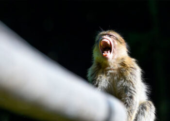 Terapia génica en macacos reduce consumo del alcohol