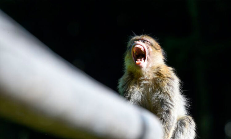 Terapia génica en macacos reduce consumo del alcohol