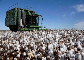 Cosecha de Algodón en Tamaulipas disminuirá a 9 mil toneladas este año