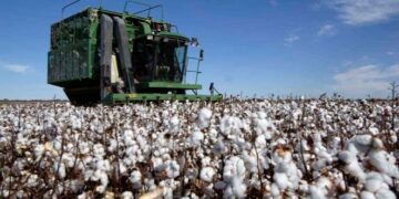 Cosecha de Algodón en Tamaulipas disminuirá a 9 mil toneladas este año