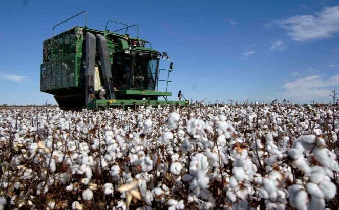 Cosecha de Algodón en Tamaulipas disminuirá a 9 mil toneladas este año