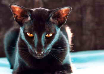 Hallan en brasil un gato del pantanal oriental negro y raro