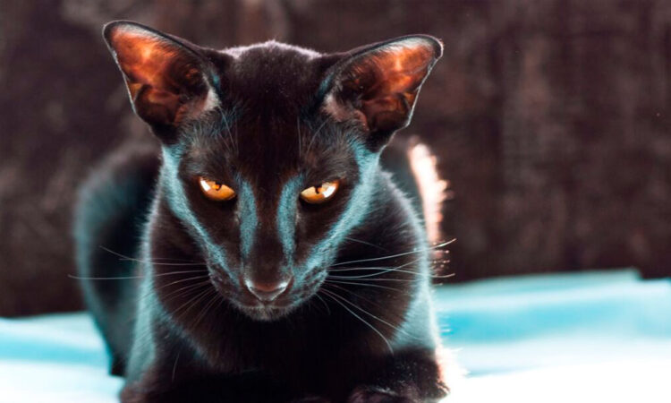 Hallan en brasil un gato del pantanal oriental negro y raro