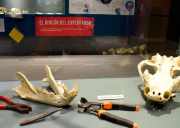 Revisan la historia de los dientes desde la prehistoria