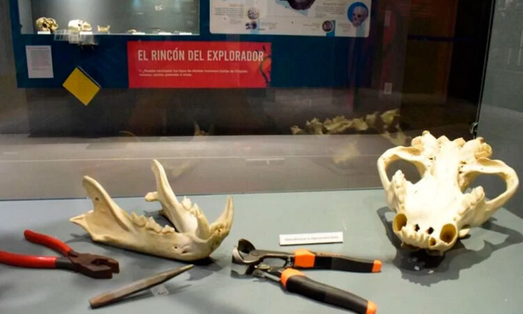 Revisan la historia de los dientes desde la prehistoria