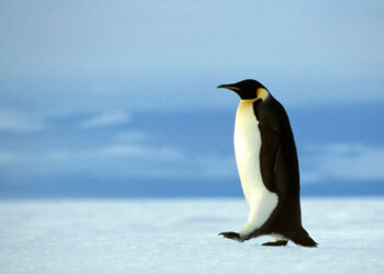 Pingüinos emperador en riesgo crítico por pérdida de hielo