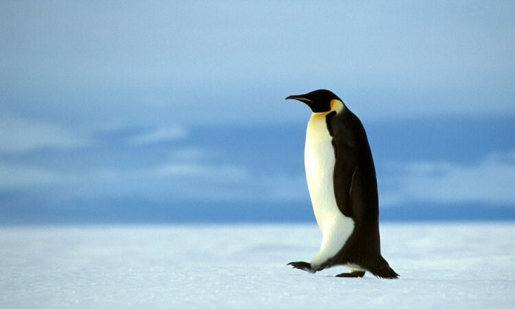 Pingüinos emperador en riesgo crítico por pérdida de hielo