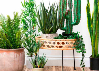 Protege tus plantas en temporadas de calor