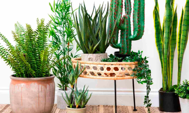 Protege tus plantas en temporadas de calor