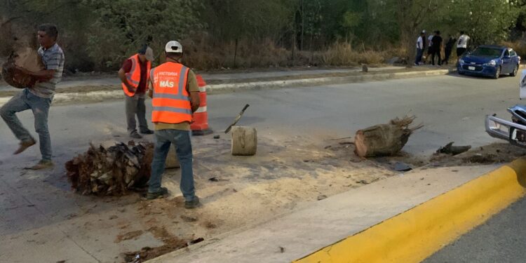 Cafre derriba con su camioneta palmera en la Avenida José Sulaimán