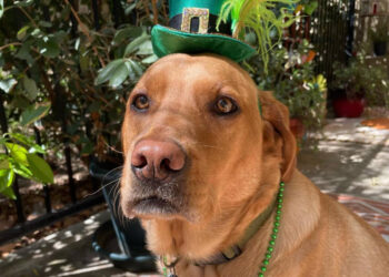 Perrito Labrador de tres años puede ‘hablar’ con su dueña a través de botones