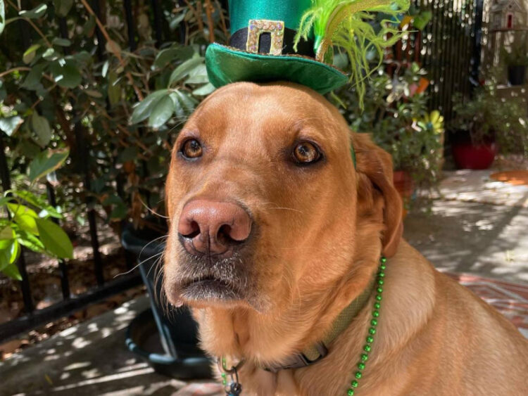 Perrito Labrador de tres años puede ‘hablar’ con su dueña a través de botones