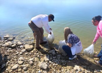 Fortalece Gobierno de Tamaulipas actividad pesquera con la siembra de 60 mil alevines