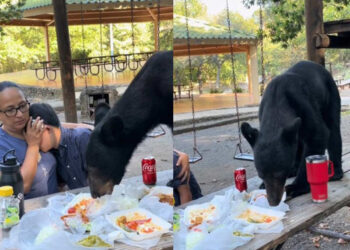 Oso cae por sorpresa a familia en parque Chipinque y arrasa con tacos, enchiladas 