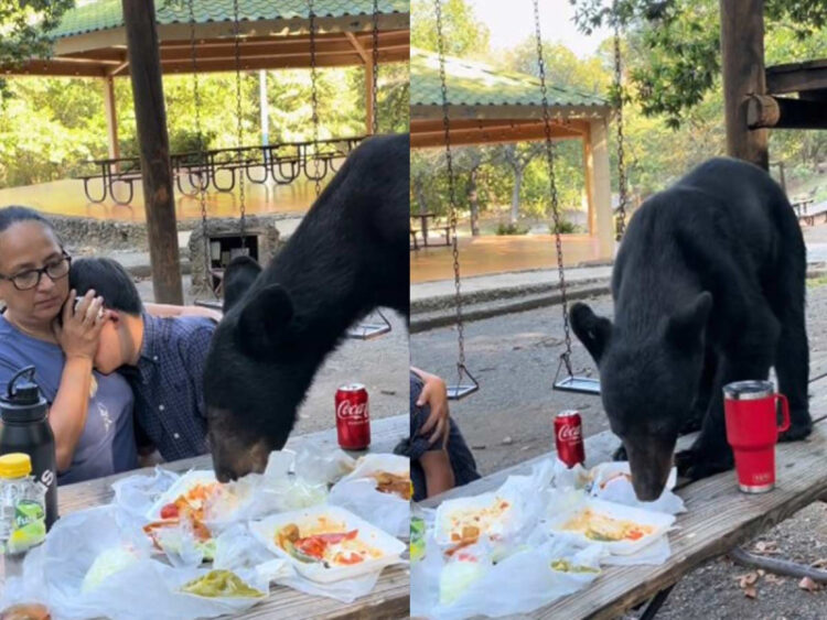 Oso cae por sorpresa a familia en parque Chipinque y arrasa con tacos, enchiladas 