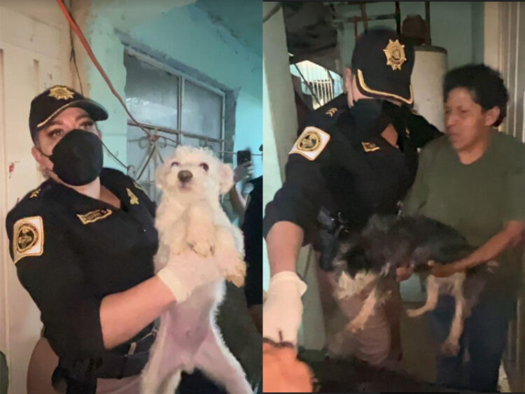 Le quitan a señora de la CDMX 31 perritos acinados en cuarto de 12 metros cuadrados