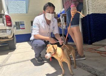 Sigue activa vacunación antirrábica   para perros y gatos