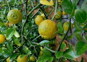 En macha plan integral para proteger sanidad citrícola en México; “Dragón Amarillo” afecta 308 mil hectáreas