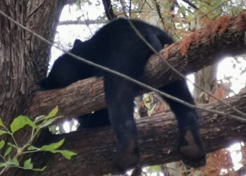 Mamá y sus tres osos pequeños “pasan día de campo” en parque de Monterrey