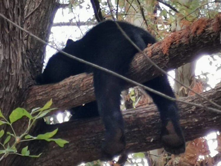 Mamá y sus tres osos pequeños “pasan día de campo” en parque de Monterrey