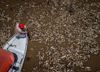 La Amazonía sufre: Sequía, calor y peces muertos