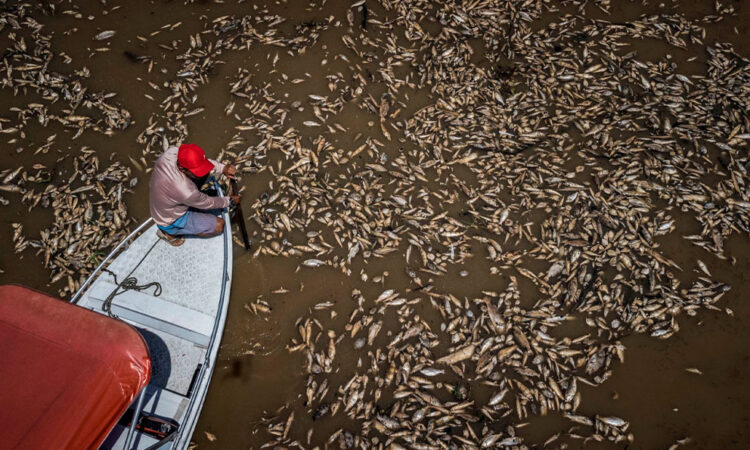 La Amazonía sufre: Sequía, calor y peces muertos