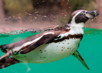 Chile pone en marcha plan para rescatar al pingüino de Humboldt”