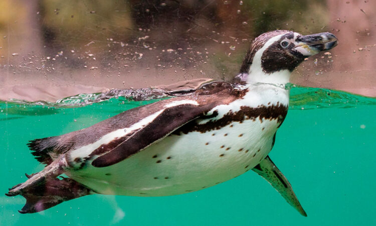Chile pone en marcha plan para rescatar al pingüino de Humboldt”