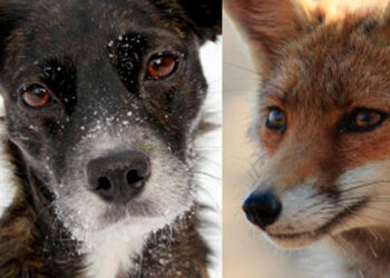 Sorpresa peluda en Sudamérica descubren el rimer híbrido entre zorro y perro
