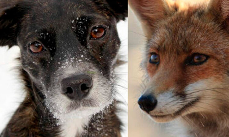 Sorpresa peluda en Sudamérica descubren el rimer híbrido entre zorro y perro