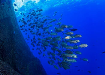 Misterios del abismo hallan virus en las profundidades de las Marianas