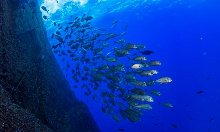 Misterios del abismo hallan virus en las profundidades de las Marianas