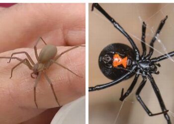 México sorprende al tener más animales venenosos que Australia