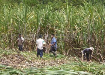 Producirán combustibles sostenibles de aviación a partir de caña de azúcar en México