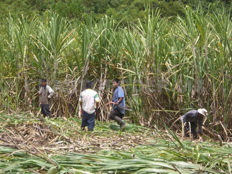 Producirán combustibles sostenibles de aviación a partir de caña de azúcar en México