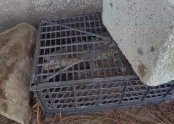 Capturan a cocodrilo en kínder de Puebla