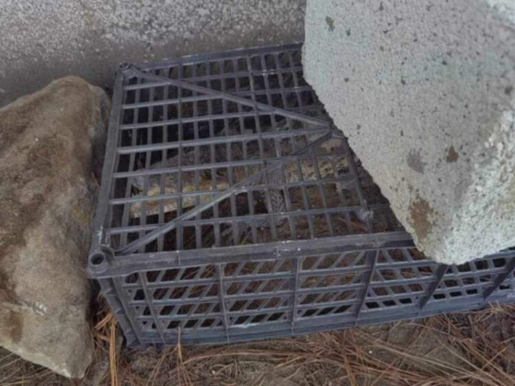 Capturan a cocodrilo en kínder de Puebla