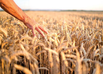 México, dependiente en alimentos básicos; informe de la OCDE y la FAO
