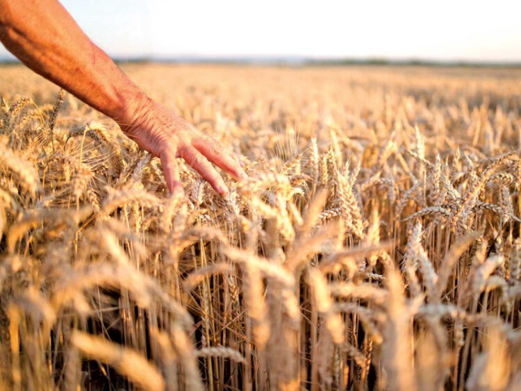 México, dependiente en alimentos básicos; informe de la OCDE y la FAO