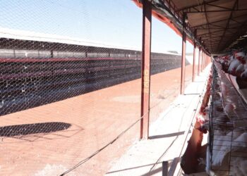 Reportan primer caso de influenza aviar AH5 en granja de Sonora