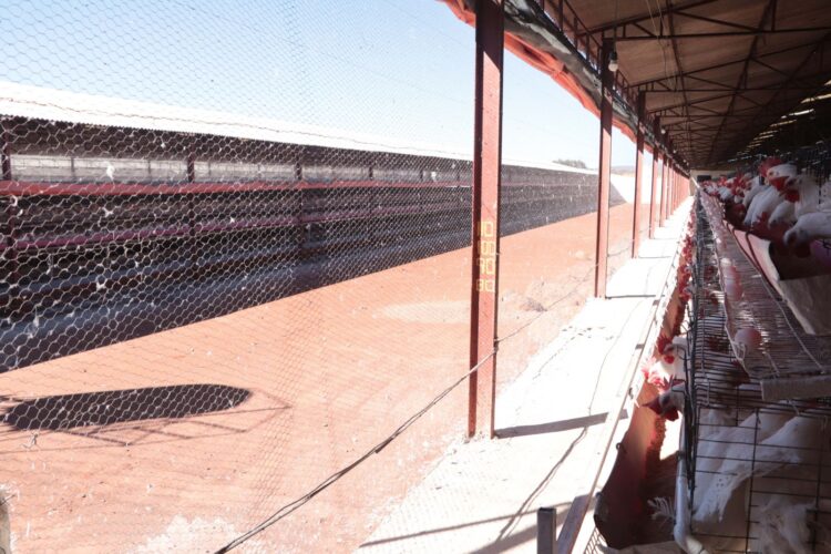 Reportan primer caso de influenza aviar AH5 en granja de Sonora